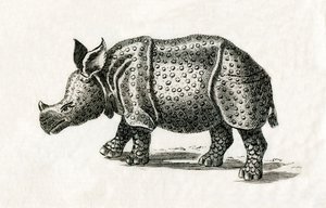 Indisches Nashorn oder Großes Einhorn-Nashorn, Rhinoceros unicornis, aus einem Druck des 18. Jahrhunderts (Gravur)