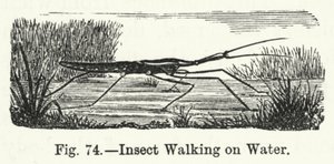 Insekt, das auf Wasser läuft (Gravur) von English School