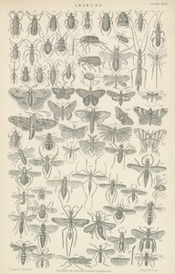 Insekten (Gravur) von English School