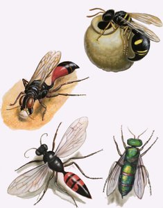 Insekten