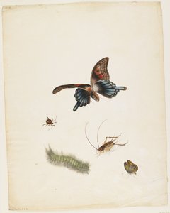Insekten, ca. 1805 von English School