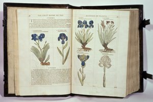 Iris (Schwertlilien), sechs Sorten aus 