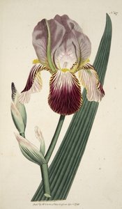 Iris Sambucina (Holunderduftende Iris), aus The Botanical Magazine or Flower Garden Displayed, veröffentlicht 1792 (handkolorierter Stich) von English School