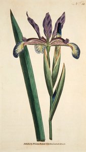 Iris Spuria (handkolorierter Stich)