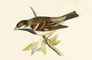 Italienischer Haussperling, Illustration aus 