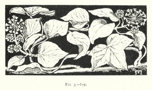 Efeu (Gravur) von English School