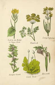 Knoblauchsrauke, Schierling, Zypergras, Wacholderstrauch, Lebermoos, Hyazinthe von English School