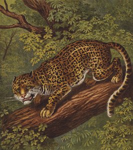 Jaguar von English School