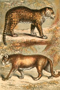 Jaguar und Puma von English School
