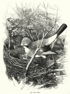 Eichelhäher und Nest von English School