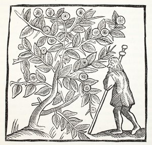 Joseph von Arimathäa und der Glastonbury-Dorn, Illustration aus Chap-books of the Eighteenth Century von John Ashton, veröffentlicht 1882