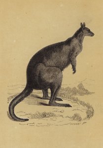 Känguru von English School