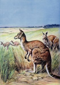 Kängurus, Australien (Farblithographie) von English School
