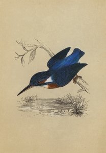 Eisvogel (Farblithografie)