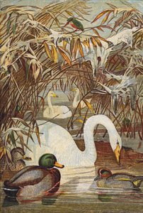 Eisvogel, Enten und Schwäne (Farblitho) von English School