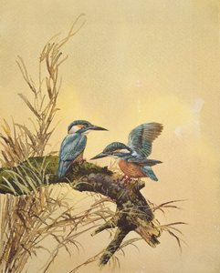 Eisvögel, ca. 1890 von English School