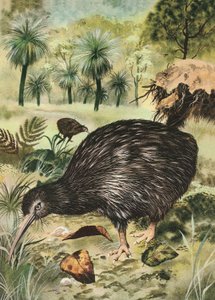 Kiwi-Vogel