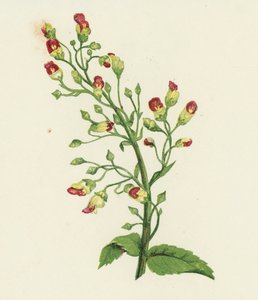 Knoten-Figwort, Scrophularia Nodosa von English School