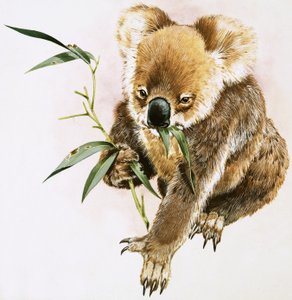 Koala von English School