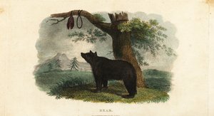 Methode der Koryak-Leute, Bären im russischen Fernen Osten zu jagen von English School