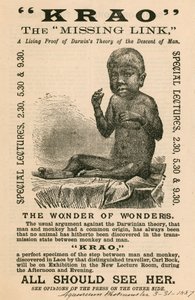Krao, das fehlende Glied, ausgestellt im Aquarium, Westminster, London, 1887 von English School