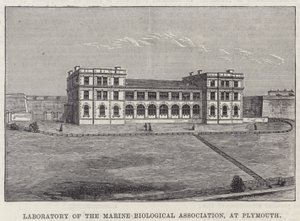 Labor des Marine Biological Association in Plymouth (Gravur) von English School