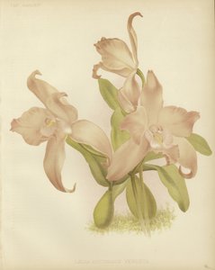 Laelia autumnalis venusta von English School