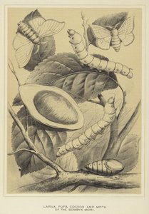 Larve, Puppe, Kokon und Motte des Bombyx mori von English School