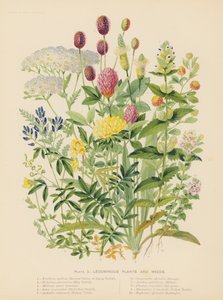 Hülsenfrüchte und Unkräuter