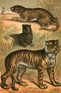 Leopard, Schwarzer Panther und Tiger von English School