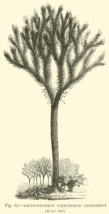 Lepidodendron Sternbergh (restauriert) von English School
