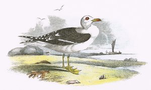 Mittelmeermöwe von English School