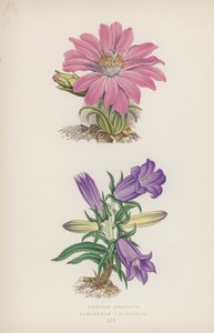 Lewisia Rediviva; Campanula Longifolia von English School