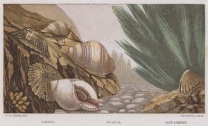Napfschnecke, Purpur, Schlitznapfschnecke von English School