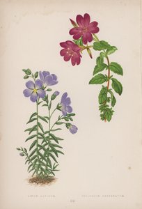 Linum Alpinum; Epilobium Obcordatum von English School