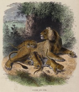 Löwin und Junge von English School