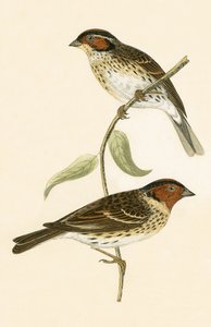 Zwergammer, Illustration aus 