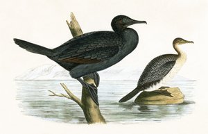 Kleiner Kormoran, Illustration aus 