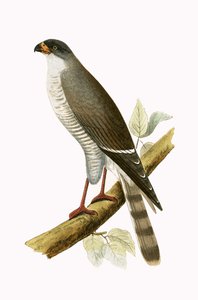 Kleiner Rotbussard, Illustration aus 
