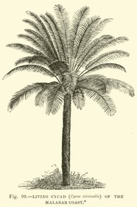 Lebende Cycade (Cycas circinalis) der Malabarküste von English School