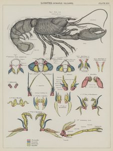 Hummer, Homarus Vulgaris von English School