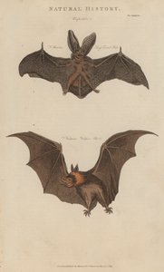 Langohrfledermaus und Vampirfledermaus von English School