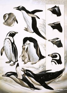 Blick auf die Natur: Was sind Spheniscidae-Pinguine! von English School
