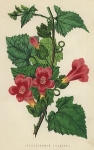 Lophospermum Scandens von English School