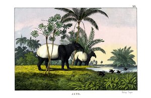Malaiischer Tapir
