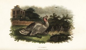Männlicher Truthahn, Meleagris gallopavo, schützt eine Bantamhenne vor einem Raubfalken