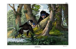 Mandrill von English School