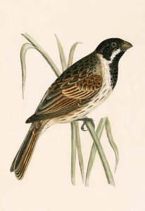 Rohrammer, Illustration aus 