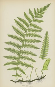 Sumpffarn von English School