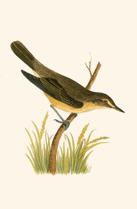 Rohrsänger, Illustration aus 